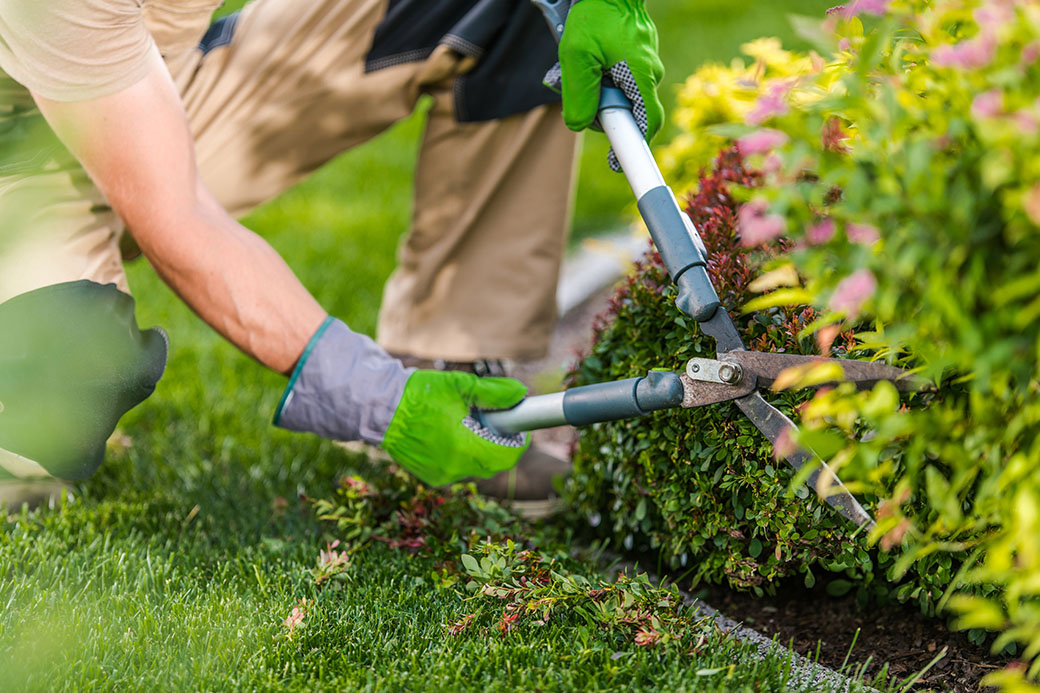 Garden Maintenance